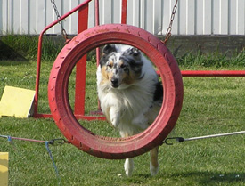 Ades à l'agility