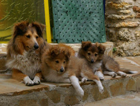 Shirley et ses fils