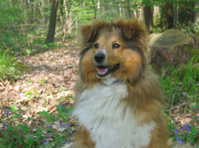 Shirley dans la forêt