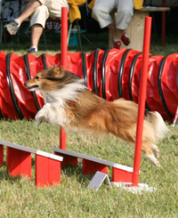 Speedy au saut en longueur