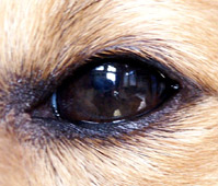 Oeil de Picardy Gold de la Maison des Carmes - photo de Pascal DULIERE